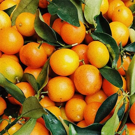 Fruity Perfume Scent